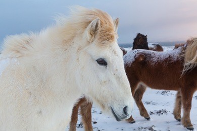 close up of a white icelandic horse in the winter time, during dusk hours.