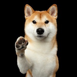 portrait of cute shiba inu dog, looks friendly, paw give, isolated black background, front view