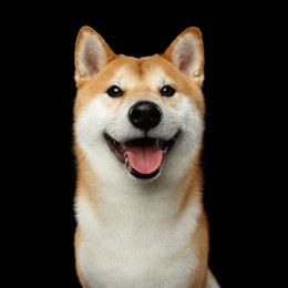portrait of smiling shiba inu dog, looks happy, isolated black background, front view