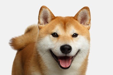 cute portrait of smiling shiba inu dog on isolated white background, front view