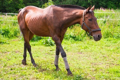 red horse on a green field