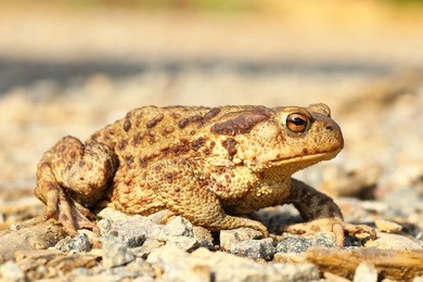 european common brown toad on the ground ( bufo ); this is one