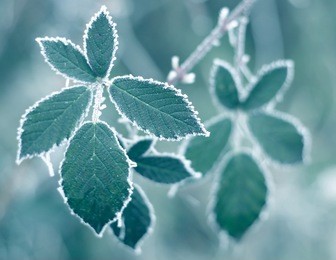 frosty leaves + blue filter