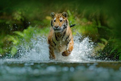 amur tiger running in water. danger animal, tajga, russia. animal in forest stream. grey stone, river droplet. siberian tiger splash river water. tiger action wildlife scene, wild cat, nature habitat