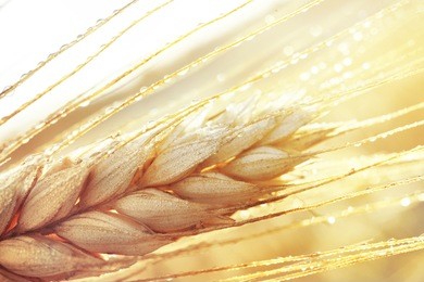 dew drops on a gold ripe wheat ear close-up macro in sunlight  . wheat ear in droplets of dew in nature on a soft blurry golden background