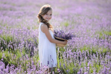 beautiful girl in a field of lavender on sunset. girl in amazing dress walk on the lavender field.