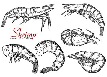 set of shrimps  isolated on white background. seafood. design elements for logo, label, emblem, sign, brand mark. vector illustration.