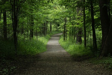 a walk threw the woods