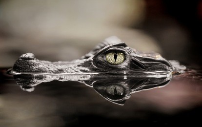 the small caiman in water