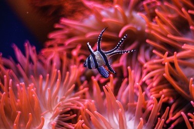 tropical ocean underwater with corals and fish. underwater landscape