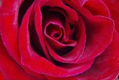 macro image of dark red rose