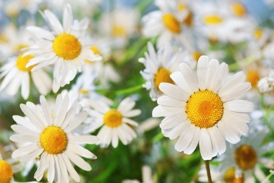 chamomile against the sky. a beautiful scene of nature with blooming chamomile. chamomile spring floral sky landscape.summer daisy
