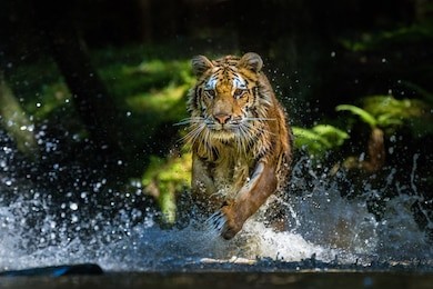 young siberian tiger running through forest stream. looking very dangerous and determined. amazing and beautiful this majestic animal.