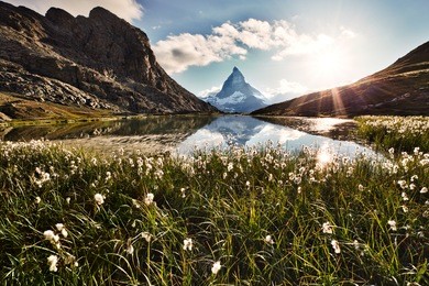 matterhorn reflected in the riffelsee and shiny backlit flowers