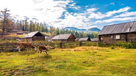 xinjiang hemu village autumn scenery