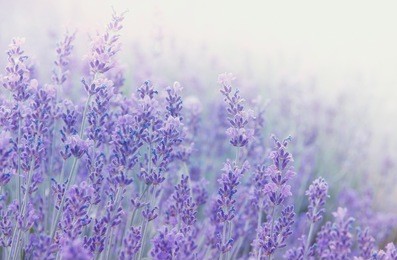 lavender flowers at sunlight in a soft focus, pastel colors and blur background. violet lavender field in provence with place for text on the right. french lavender in the garden, soft light effect.