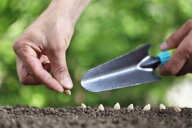 hand sowing seeds in the vegetable garden soil, close up with tool on green background