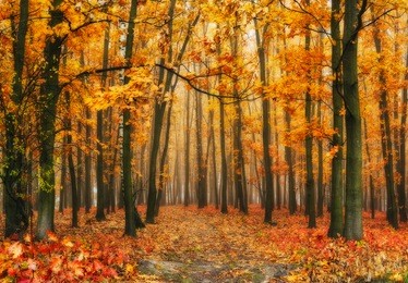 autumn forest. foggy morning. a picturesque fog in the autumn forest