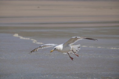 baby seagull flying above the sea with the sea in the background.