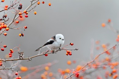 long tailed tit posing with red berries.