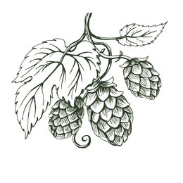outline vector sketch of hops branch