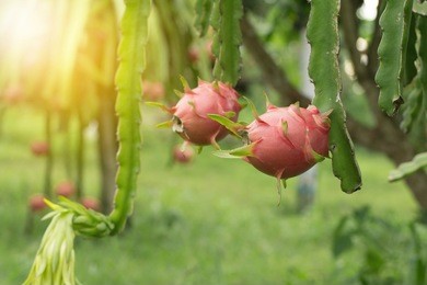 dragon fruit on plant, raw pitaya fruit on tree, a pitaya or pitahaya is the fruit of several cactus species indigenous to the americas.