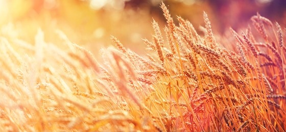 majestic views. wheat field with the sun. golden wheat ears close-up. a fresh crop of rye. the idea of a rich harvest concept. rural landscape under shining sunlight. soft lighting effects.
