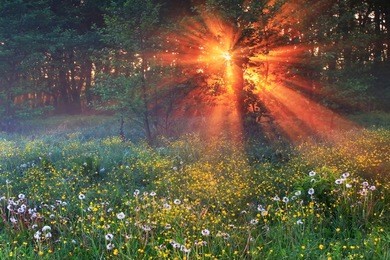 rising sun passing through the fog