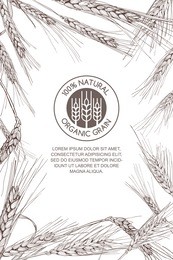 vector background for label, package. monochrome sketch illustration of wheat and logo design. concept for organic flour, harvest and agriculture, grain, cereal products, bakery, healthy food.