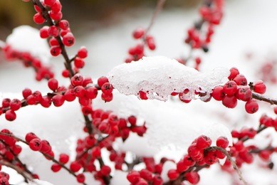 berries of sea-buckthorn are in winter after a snow-fall