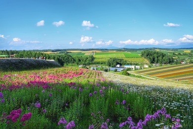 scenic landscape of shikisai hill, a panorama flower field of colourful flower rows in biei, hokkaido, japan during bright summer evening.