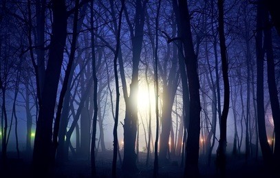unknown lights and night in the forest