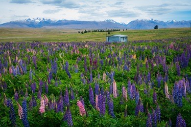 landscape at lake tekapo and lupin field in new zealand. lupin flower at lake tekapo hit full bloom in december, summer season of new zealand.