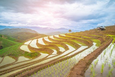 terraced rice field at  ban papongpieng terrace, chiangmai, thailandtwilight on rice fields for rice terraces at mountaingreen nature landscape with paddy jasmine rice field, thailand