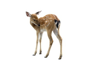 spotted deer on white background