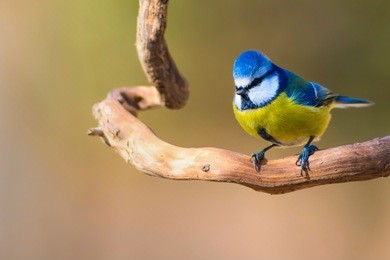 cute little bird on dry branch. yellow green nature background.
