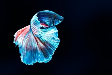 colourful betta fish,siamese fighting fish in movement isolated on black background. capture the moving moment of colourful siamese fighting fish isolated on black background,