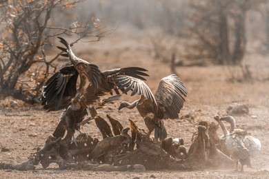 white-backed vulture and lappet-faced vulture in kruger national park, south africa ;  specie gyps africanus and torgos tracheliotos family of accipitridae
