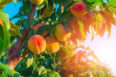 peaches growing on a tree