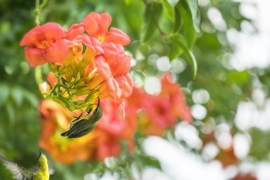 cute bird olive backed sunbird drinks nectar from a pollen at orange flower. in the morning of summer.