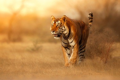 great tiger male in the nature habitat. tiger walk during the golden light time. wildlife scene with danger animal. hot summer in india. dry area with beautiful indian tiger, panthera tigris