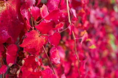 fall bright hedera ivy red vine leaves background