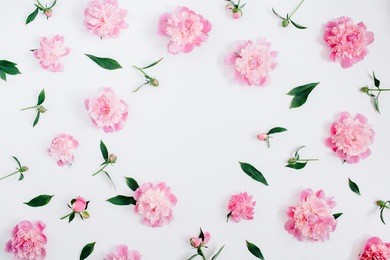 frame of pink peony flowers, branches, leaves and petals with space for text on white background. flat lay, top view. peony flower texture.