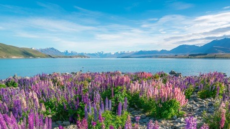 landscape at lake tekapo and lupin field in new zealand. lupin flower at lake tekapo hit full bloom in december, summer season of new zealand.