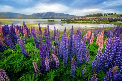 focus blended lake tekapo lupin field in new zealand. lupin field at lake tekapo hit full bloom in december, summer season of new zealand.