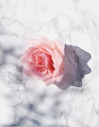 big pink rose on white marble background with  shadows in direct sunlight. flat lay. top view. copy space