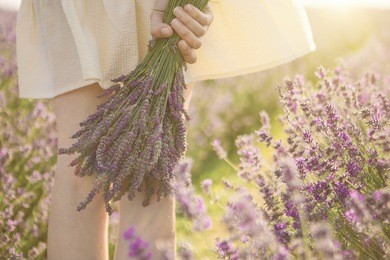 legs of young woman standing throug lavander field. hand holding lovely bouquet of lavender flowers. tender romantic mood present