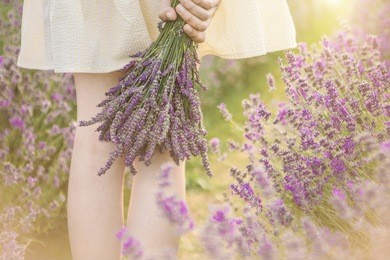 lavender field walking. unrecognizable portrait. slender legs. hands is holding bouquet of lavender flowers. 