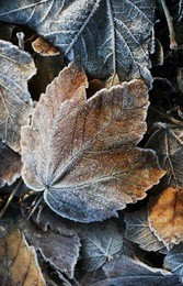 frozen leaves
