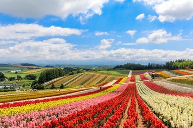 colorful flower field in sunny day, biei, hokkaido